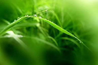 Windows Vista Wallpapers   Plants And Green Leaves28   Wallcoo.net