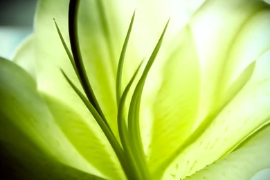 Widescreen HD Wallpapers Plants