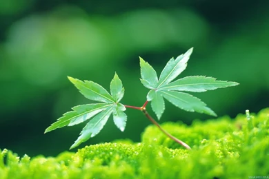 Amazingly Wonderful Plants Wallpapers