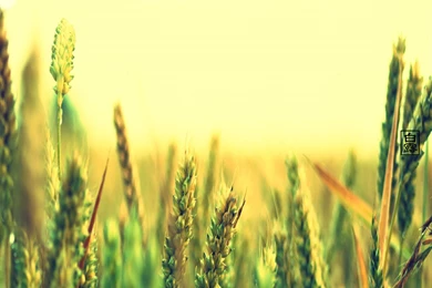 Download Cool Plant Wallpapers 4963 1280x800 Px High Resolution ...