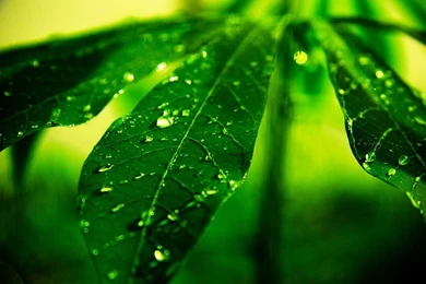Plants Raindrops And Dew Aesthetic Photography HD Wallpapers 7 ...