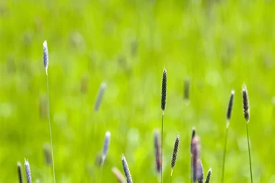 Wallpapers Pack N6 S Flowers And Plants 16   Flowers Photography ...