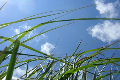 Plants Wallpapers   3