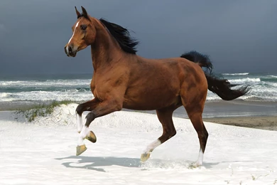 Horse Running HD Wallpapers