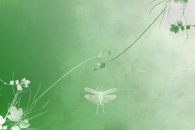 Green Floral, 1920x1080 HD Wallpapers And FREE Stock Photo