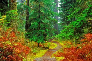 Colorful FOrest HD Wallpapers