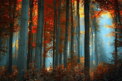 High Resolution Forest PC Wallpapers Full Size   SiWallpaperHD 14084