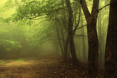 Misty Forest New Hd Wallpapers