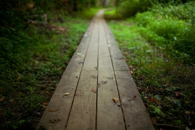 Nature Wallpaper: Scenic Forest Wallpapers HD HD Quality Resolution ...