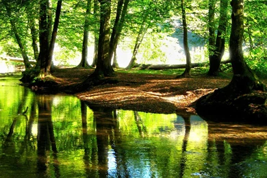 High Resolution Forest Computer Backgrounds Full Size ...