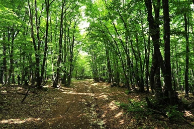 Forest HD Wallpapers Nature