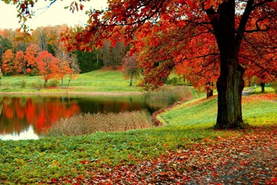 Forest Wallpapers   Android Apps On Google Play