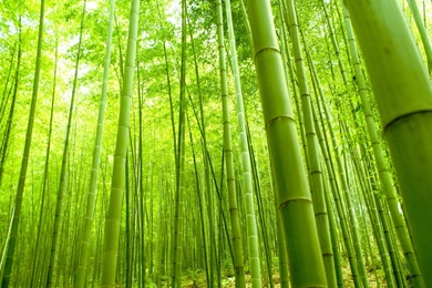HD Green Bamboo Forest Wallpapers Widescreen Full Size ...
