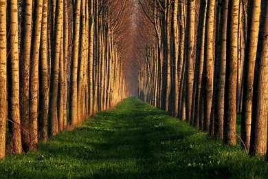 Old Growth Forest Ecology   HD Wallpapers Widescreen   1920x1080