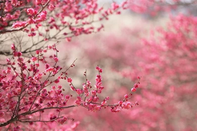 Sakura Cherry Blossom HD Desktop Wallpapers : High Definition ...