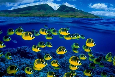 Hawaii Ocean Tropski Exotic Fish Hd Desktop Backgrounds ...