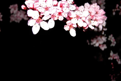Blossom Backgrounds By Kira Aso On DeviantArt