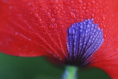 Desktop Wallpapers · Gallery · Nature · Dew Exotic Petals Beautiful ...