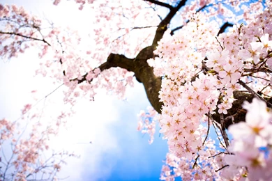 Cherry Blossom Tree Download Wallpapers