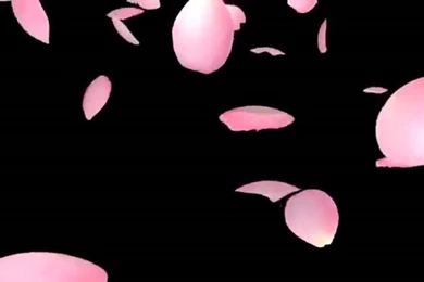 Cherry Blossom (Sakura) Falling Backgrounds   YouTube