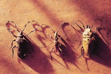 Desktop Wallpapers · Gallery · Animals · Exotic Bugs Digital ...