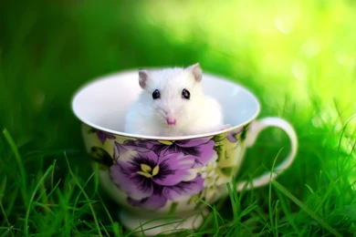 Good Morning – Daily Backgrounds In HD