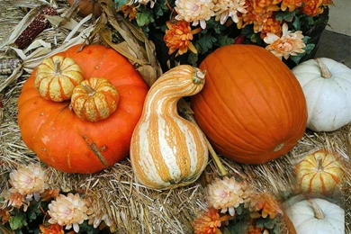 Free Halloween Wallpapers   Mmw Blog: Thanksgiving Desktop ...
