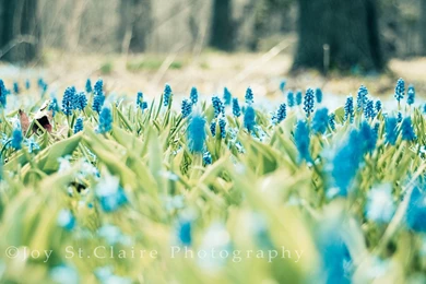 Download Wallpapers 2560x1440 Nature, Flowers, Beautiful, Field Mac ...