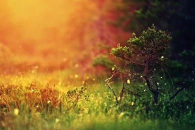 Free Bokeh Mac Wallpapers, iMac Wallpapers, Retina MacBook Pro ...