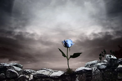 Blueish Rose Dark Backgrounds