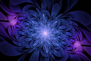 Colorful Flowers Dark Backgrounds Wallpapers   HD Wallpapers ...