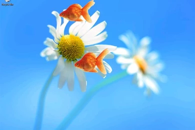 Desktop Live Wallpapers Free Download For Windows 7,desktop Wallpapers