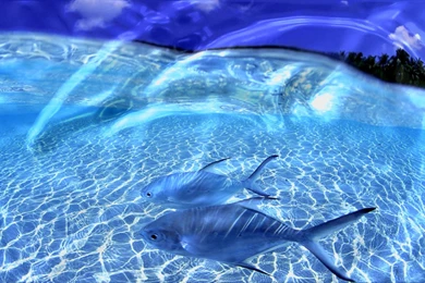 Live Wallpapers For Windows 7 Desktop – 1280×720 High Definition ...