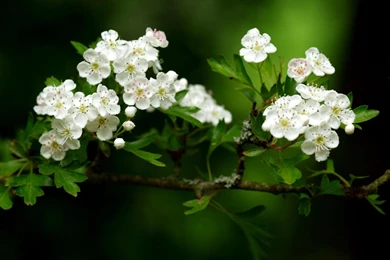 Desktop Wallpapers · Gallery · Nature · Flowers Fruit