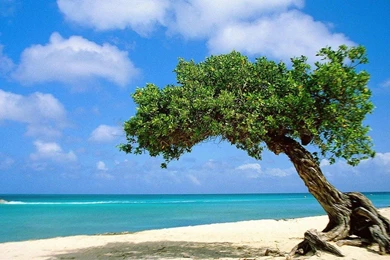 Beach In Aruba Desktop Wallpapers Hd Wallpapers Free To   (