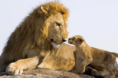 Baby Lion And Big Lion Wallpapers