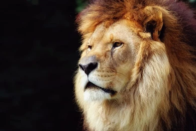 Download Big Lion Head Wallpapers