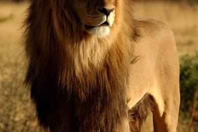 Big Lion iPhone Wallpapers, iPhone 5(s)/4(s)/3G Wallpapers