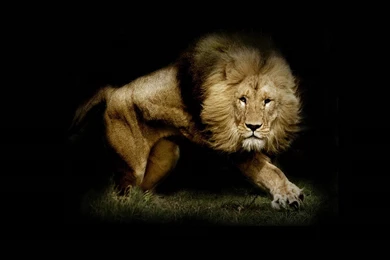 Lion Wallpapers   (