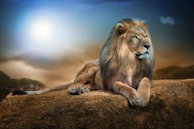 Big Lion King Of All Animals