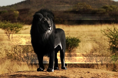 African Black Lion Photos