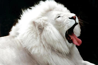 White Lion Wallpapers   Animals Wallpapers   Free Wallpapers ...