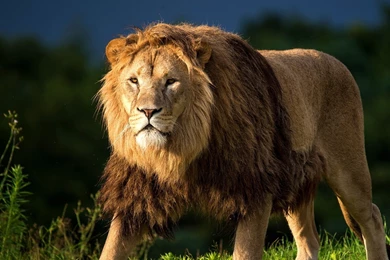Download Wallpapers 3840x2160 Lion, Grass, King Of Beasts, Big Cat ...