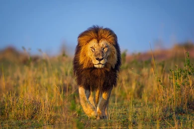 Cats: African Lion Fields Africa Animals Cats Big Lions Lev Afrika ...