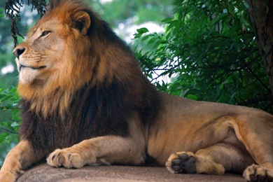 Big Lion On Stone Wallpapers