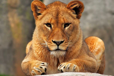 Lion Wallpapers HD Best Collection Of Big Cats HD Wallpapers