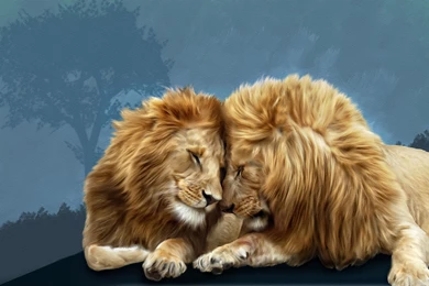 Big Cats Lions Two Animals Lion Wallpapers