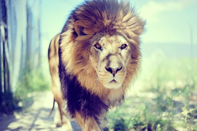 Big Lion Animal HD Wallpapers
