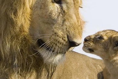 Baby Lion And Big Lion iPhone Wallpapers