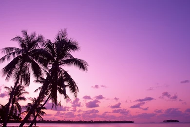 Lilac Sunset Wallpapers